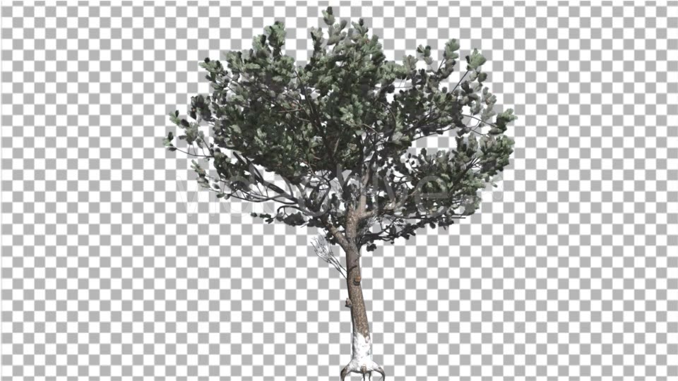 Italian Stone Pine Thin Tree in Winter Coniferous - Download Videohive 16929469