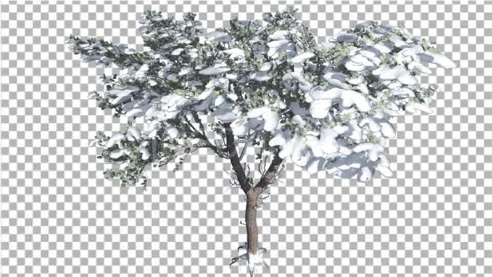 Italian Stone Pine Thin Tree in Winter Snow - Download Videohive 15383689