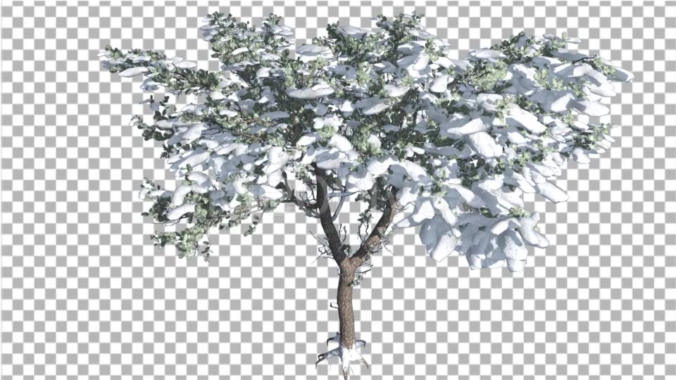 Italian Stone Pine Thin Tree in Winter Snow - Download Videohive 15383689
