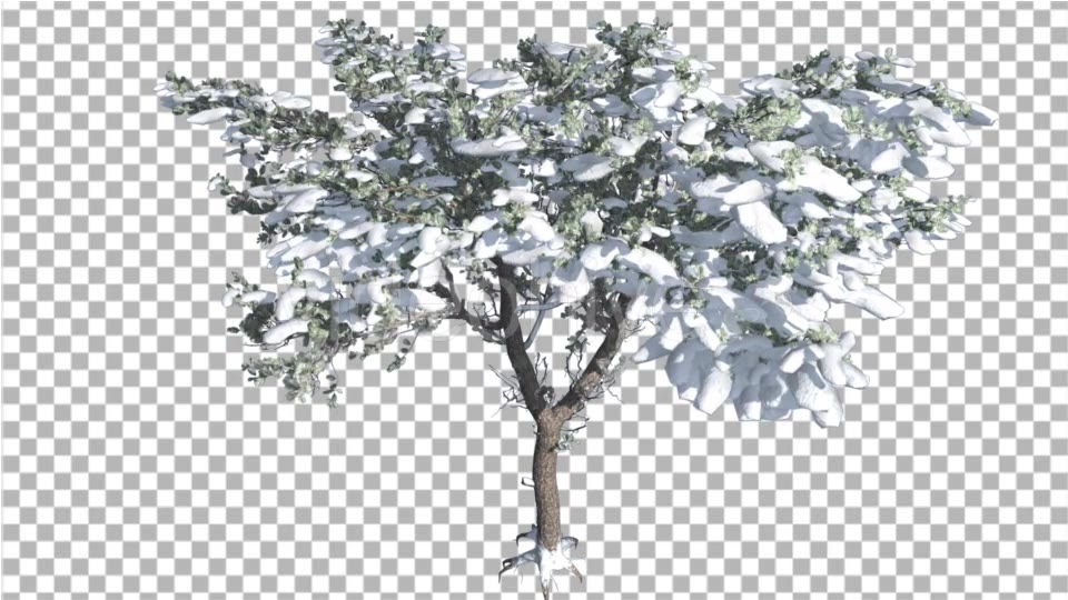 Italian Stone Pine Thin Tree in Winter Snow - Download Videohive 16959565