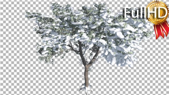 Italian Stone Pine Thin Tree in Winter Snow - Download Videohive 16959565