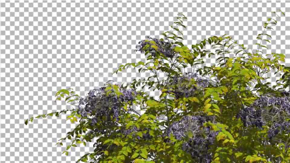 Japanese Angelica Swaying Tree With Blue - Download Videohive 13375569