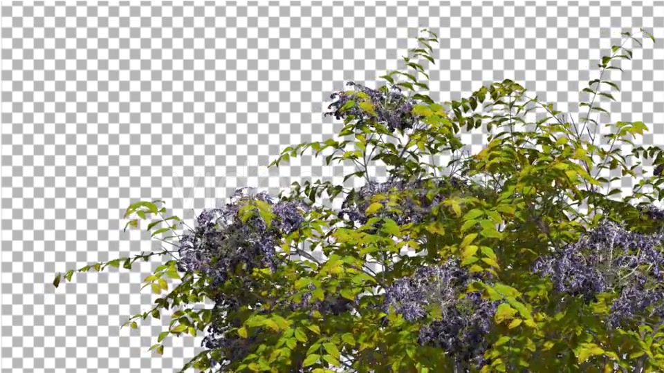 Japanese Angelica Swaying Tree With Blue - Download Videohive 13375569