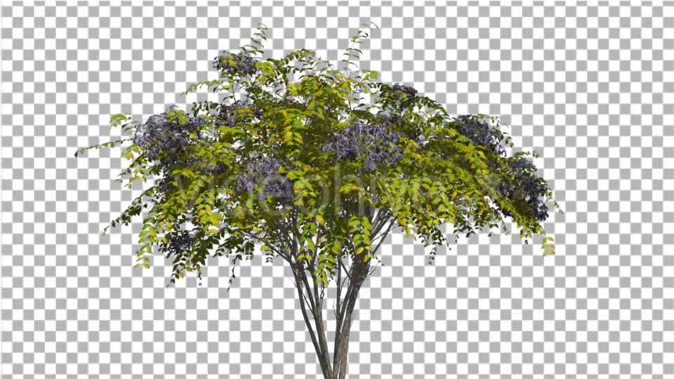 Japanese Angelica Tree Bush Blue Inflorescences - Download Videohive 13827056