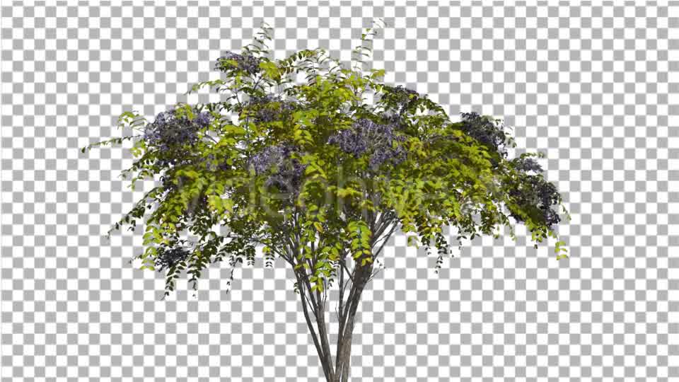 Japanese Angelica Tree Bush Blue Inflorescences - Download Videohive 13827056