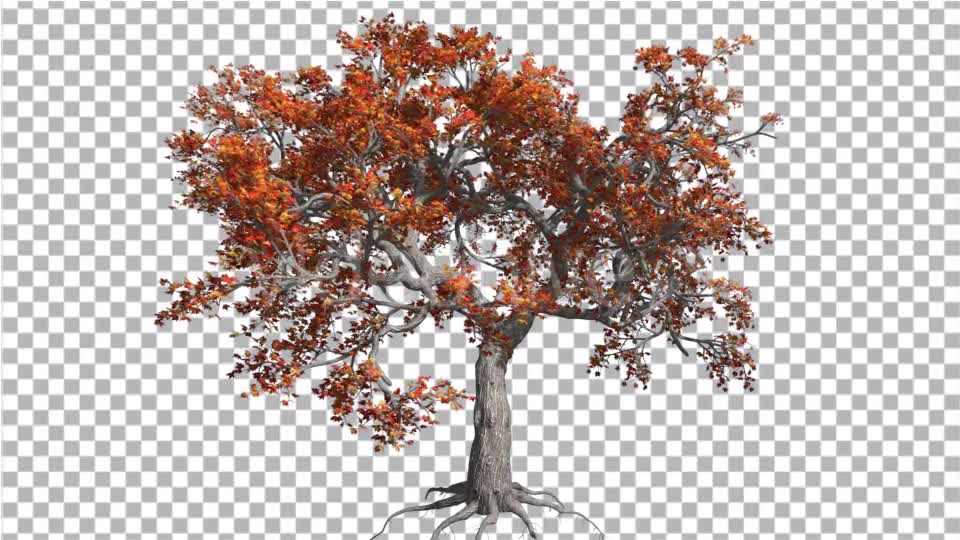 Japanese Maple Big Tree Crown Tree is Swaying - Download Videohive 13370791