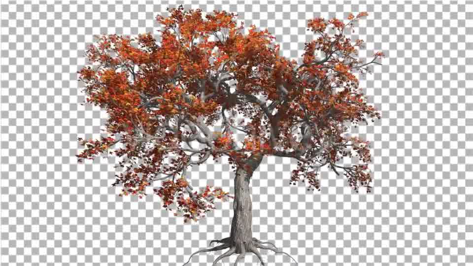 Japanese Maple Big Tree Crown Tree is Swaying - Download Videohive 13370791