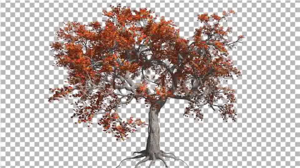 Japanese Maple Big Tree Crown Tree is Swaying - Download Videohive 13370791