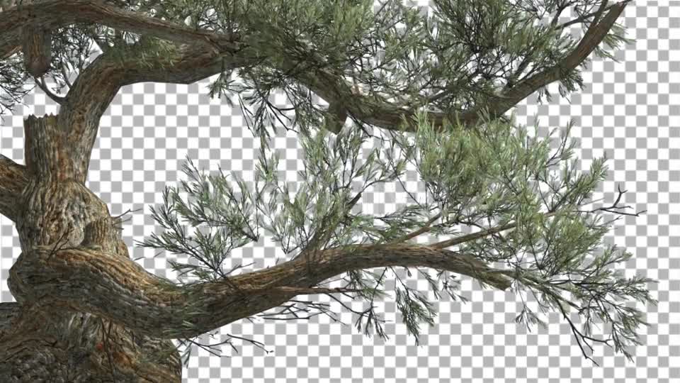 Jeffrey Pine Curved Trunk Pinus Jeffreyi - Download Videohive 15189124