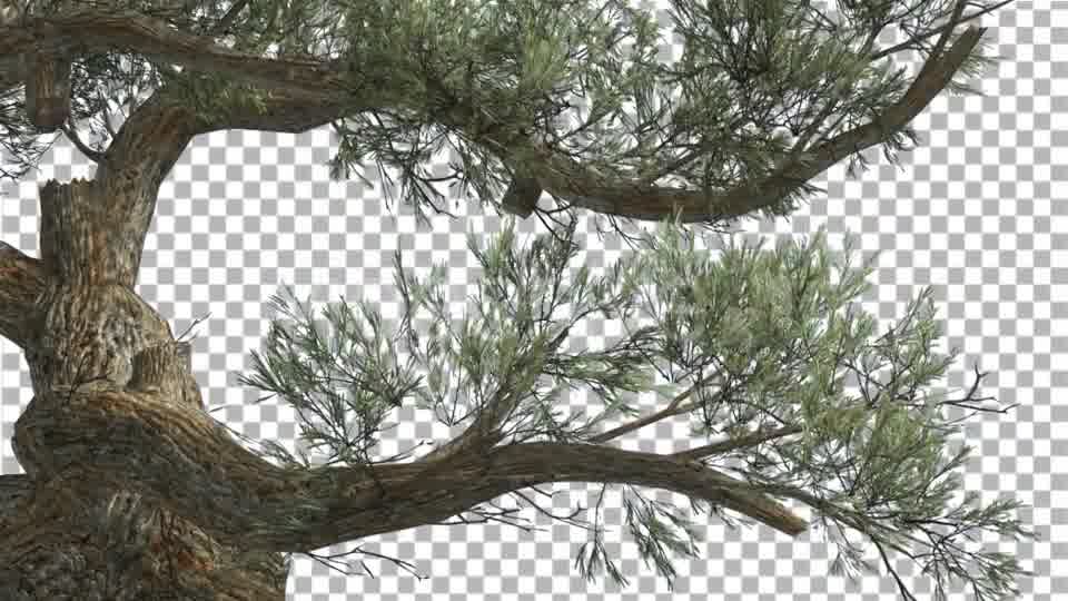 Jeffrey Pine Curved Trunk Pinus Jeffreyi - Download Videohive 15189124