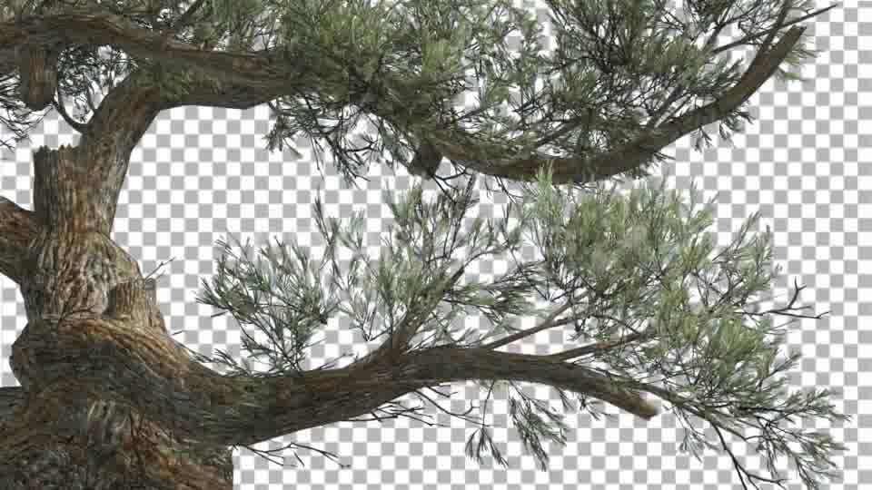 Jeffrey Pine Curved Trunk Pinus Jeffreyi - Download Videohive 15189124