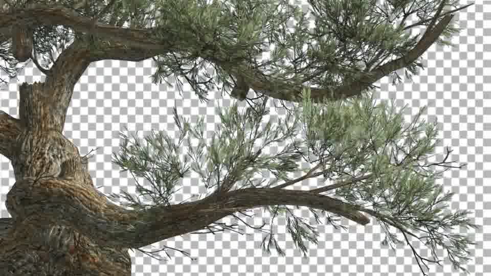 Jeffrey Pine Curved Trunk Pinus Jeffreyi - Download Videohive 15189124