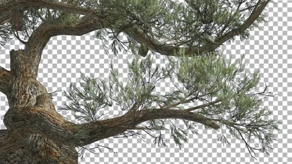 Jeffrey Pine Curved Trunk Pinus Jeffreyi - Download Videohive 15189124