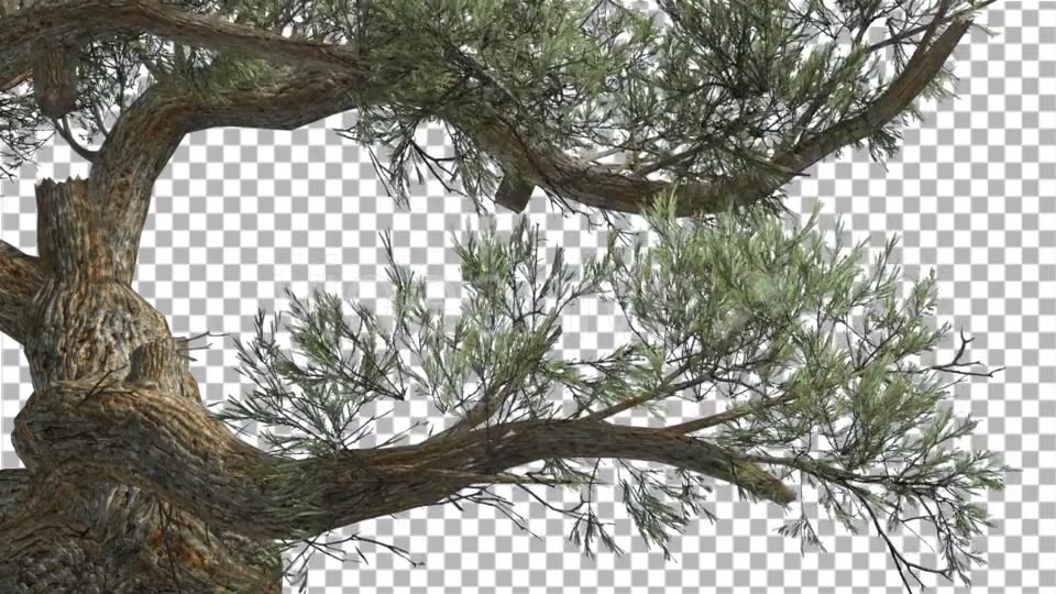 Jeffrey Pine Curved Trunk Pinus Jeffreyi - Download Videohive 15189124