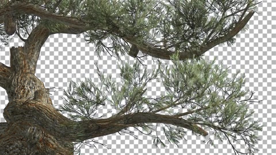 Jeffrey Pine Curved Trunk Pinus Jeffreyi - Download Videohive 15189124