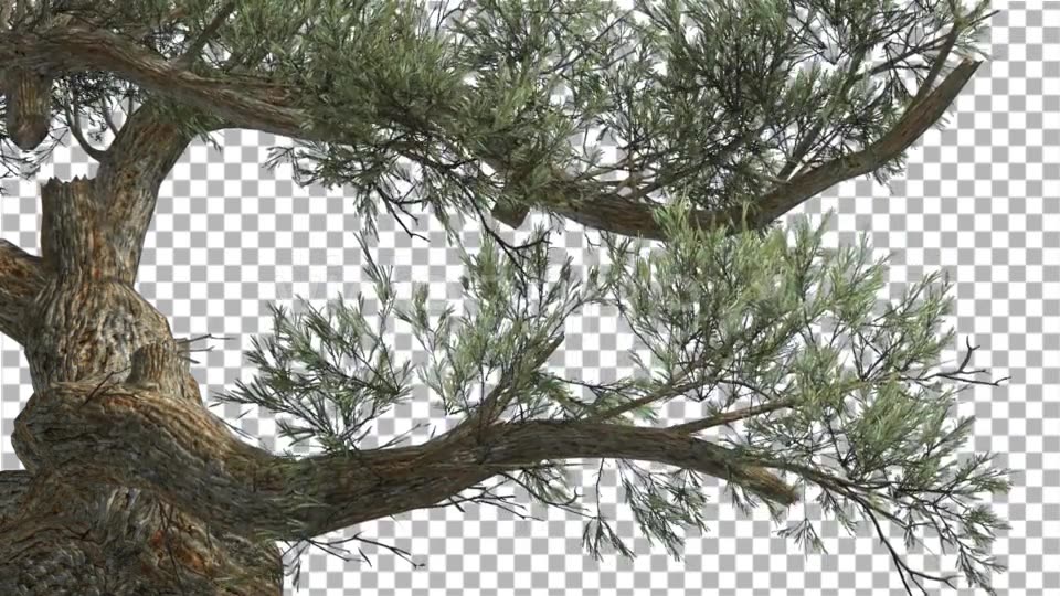 Jeffrey Pine Curved Trunk Pinus Jeffreyi - Download Videohive 15189124