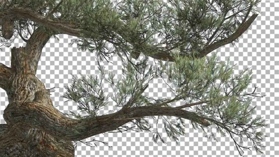 Jeffrey Pine Curved Trunk Pinus Jeffreyi - Download Videohive 15189124