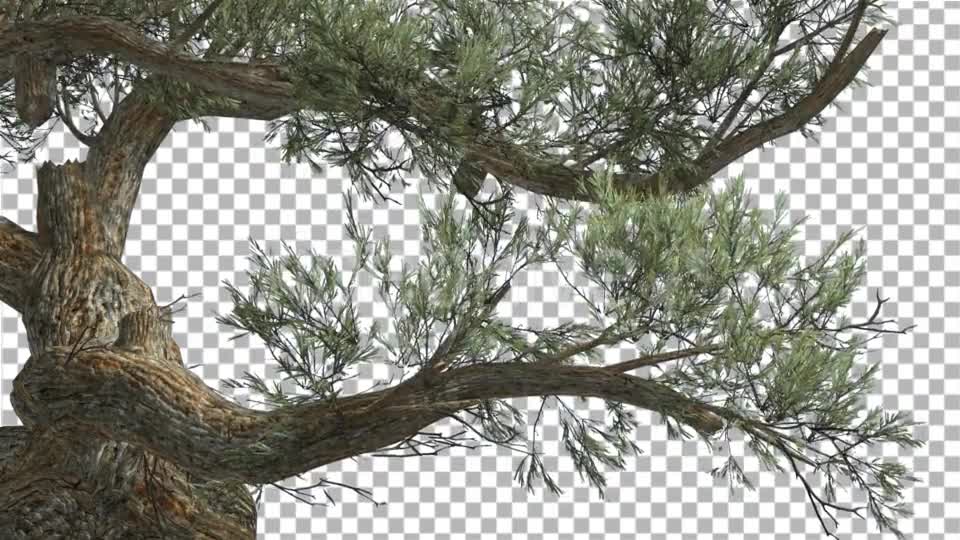 Jeffrey Pine Curved Trunk Pinus Jeffreyi - Download Videohive 15189124