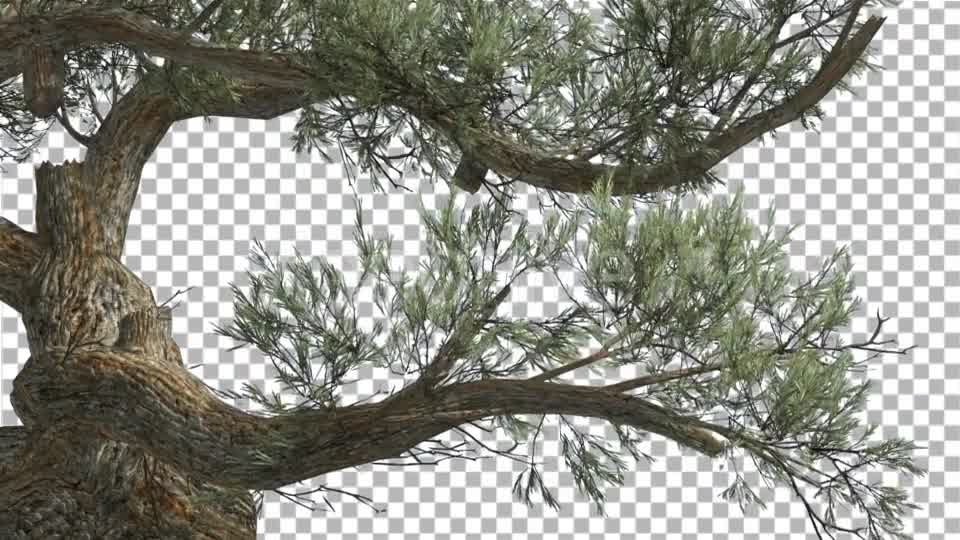 Jeffrey Pine Curved Trunk Pinus Jeffreyi - Download Videohive 15189124