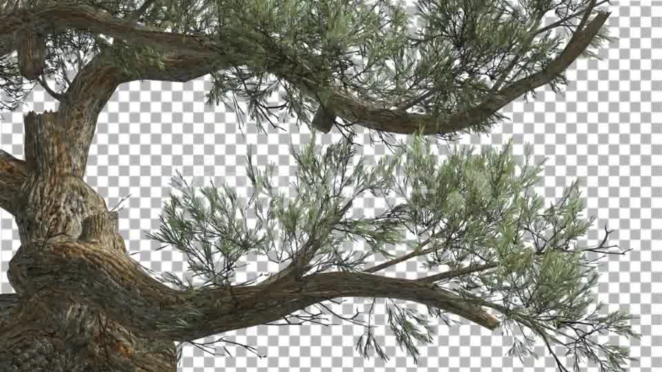 Jeffrey Pine Curved Trunk Pinus Jeffreyi - Download Videohive 15189124