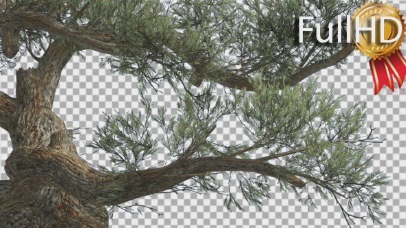 Jeffrey Pine Curved Trunk Pinus Jeffreyi - Download Videohive 15189124