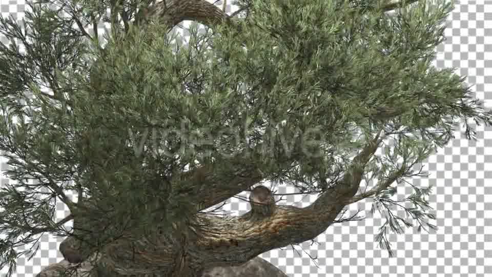 Jeffrey Pine in Cloudy Day Pinus Jeffreyi - Download Videohive 15191802