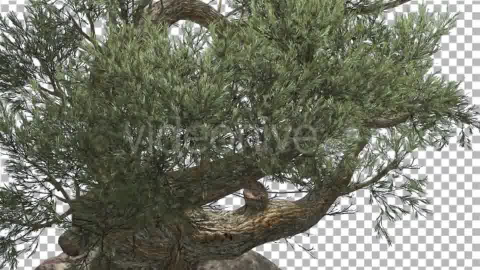 Jeffrey Pine in Cloudy Day Pinus Jeffreyi - Download Videohive 15191802