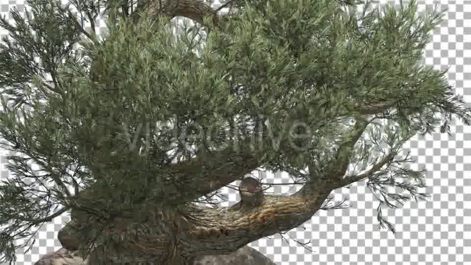 Jeffrey Pine in Cloudy Day Pinus Jeffreyi - Download Videohive 15191802