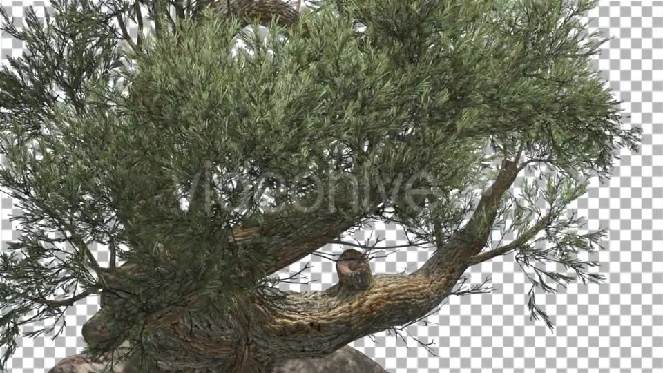 Jeffrey Pine in Cloudy Day Pinus Jeffreyi - Download Videohive 15191802