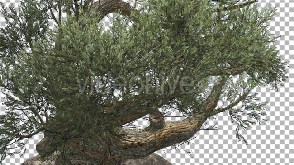 Jeffrey Pine in Cloudy Day Pinus Jeffreyi - Download Videohive 15191802