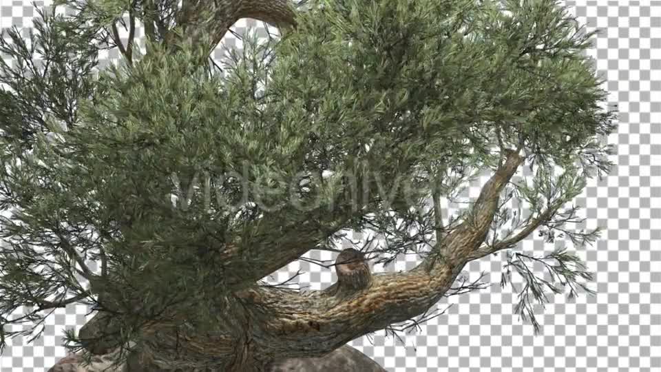 Jeffrey Pine in Cloudy Day Pinus Jeffreyi - Download Videohive 15191802