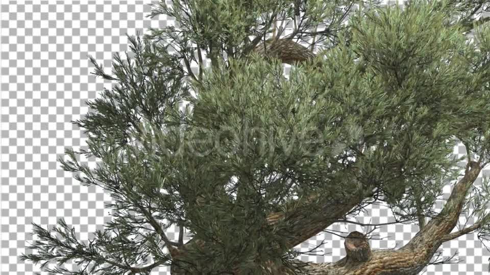 Jeffrey Pine Lush Crown Pinus Jeffreyi Coniferous - Download Videohive 14996763