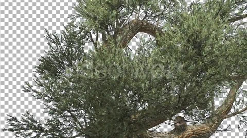 Jeffrey Pine Lush Crown Pinus Jeffreyi Coniferous - Download Videohive 14996763