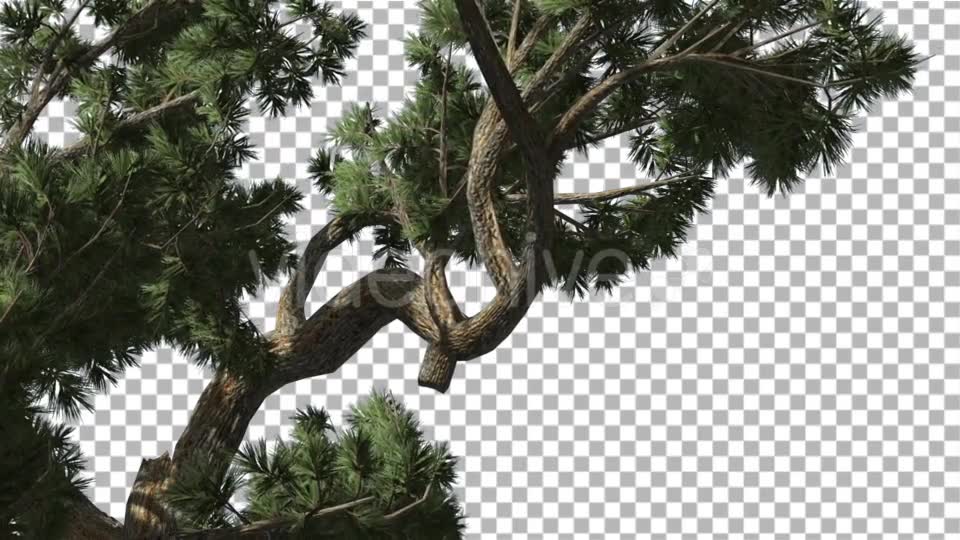 Jeffrey Pine Pinus Jeffreyi Branches Coniferous - Download Videohive 15195603