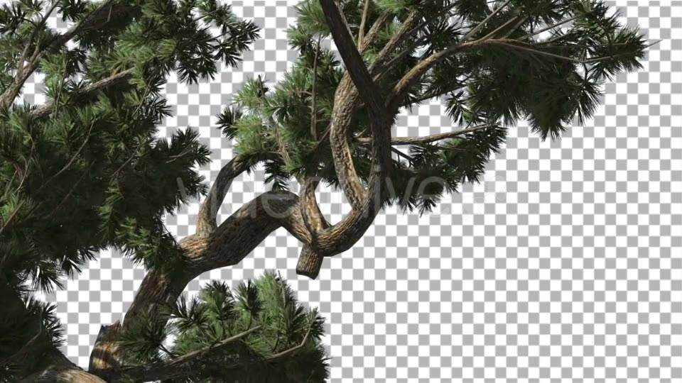 Jeffrey Pine Pinus Jeffreyi Branches Coniferous - Download Videohive 15195603