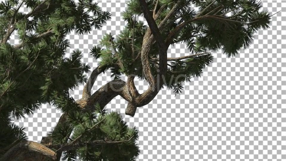 Jeffrey Pine Pinus Jeffreyi Branches Coniferous - Download Videohive 15195603