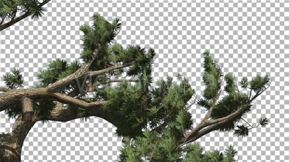 Jeffrey Pine Pinus Jeffreyi Leaned Swaying Branch - Download Videohive 15006425