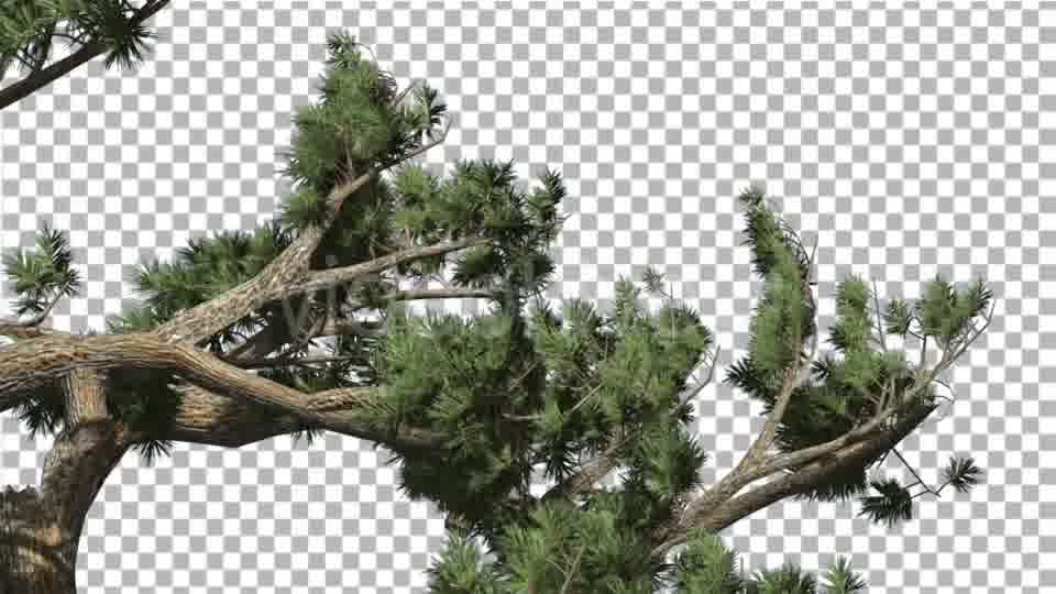 Jeffrey Pine Pinus Jeffreyi Leaned Swaying Branch - Download Videohive 15006425