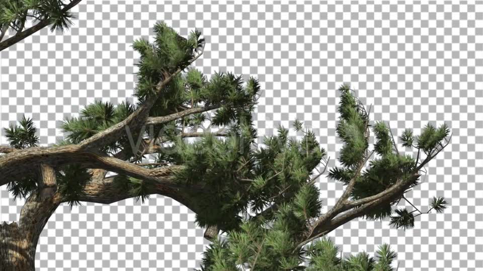 Jeffrey Pine Pinus Jeffreyi Leaned Swaying Branch - Download Videohive 15006425