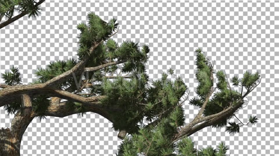 Jeffrey Pine Pinus Jeffreyi Leaned Swaying Branch - Download Videohive 15006425