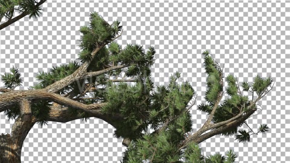 Jeffrey Pine Pinus Jeffreyi Leaned Swaying Branch - Download Videohive 15006425