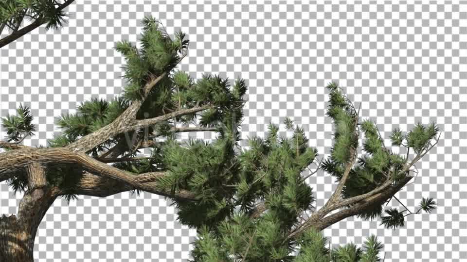 Jeffrey Pine Pinus Jeffreyi Leaned Swaying Branch - Download Videohive 15006425