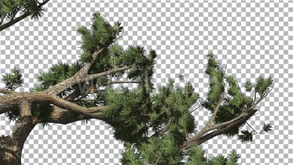 Jeffrey Pine Pinus Jeffreyi Leaned Swaying Branch - Download Videohive 15006425