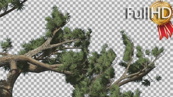 Jeffrey Pine Pinus Jeffreyi Leaned Swaying Branch - Download Videohive 15006425