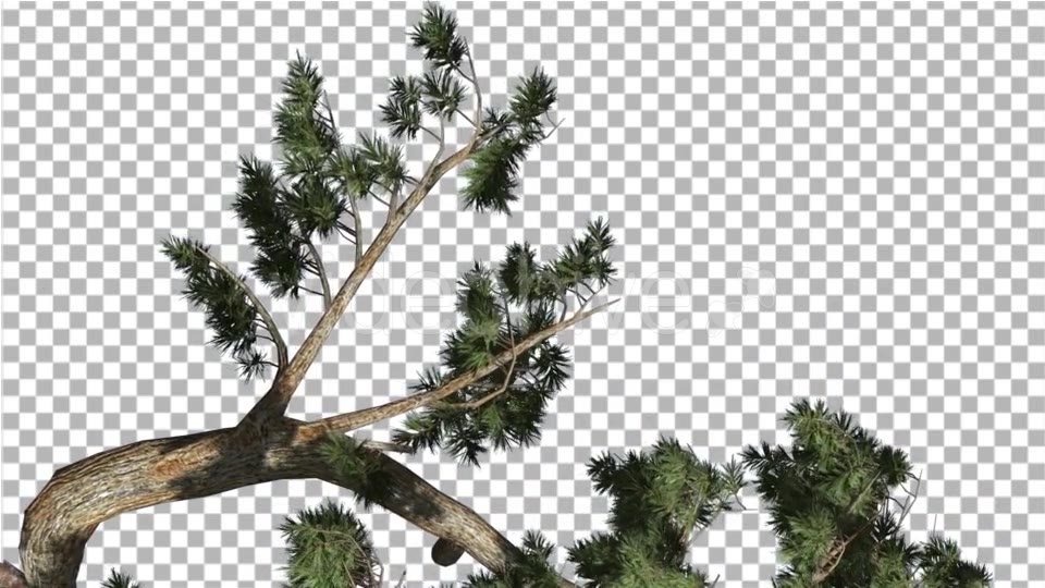 Jeffrey Pine Pinus Jeffreyi Leaned Tree Branch - Download Videohive 15183722
