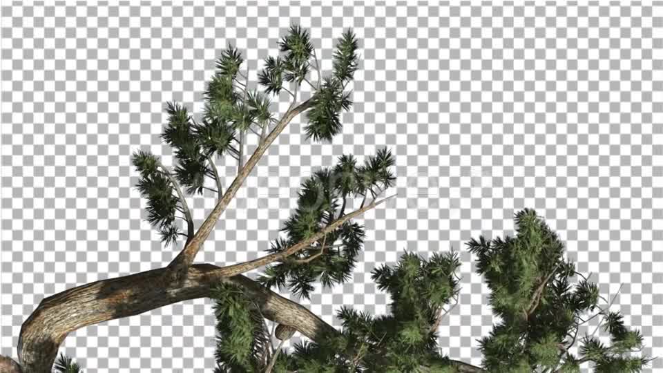 Jeffrey Pine Pinus Jeffreyi Leaned Tree Branch - Download Videohive 15183722