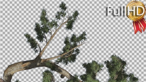 Jeffrey Pine Pinus Jeffreyi Leaned Tree Branch - Download Videohive 15183722