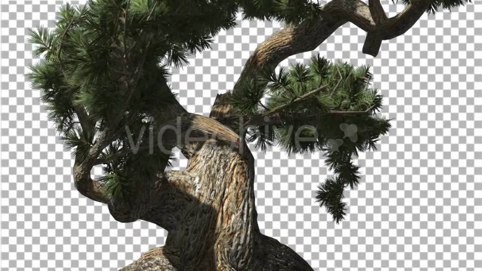 Jeffrey Pine Pinus Jeffreyi Old Swaying Tree - Download Videohive 14996746