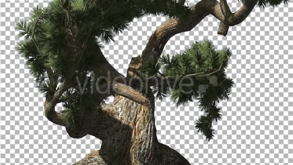 Jeffrey Pine Pinus Jeffreyi Old Swaying Tree - Download Videohive 14996746