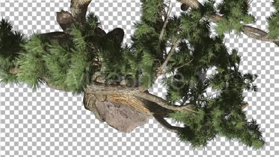 Jeffrey Pine Pinus Jeffreyi Top Down Coniferous - Download Videohive 15375653